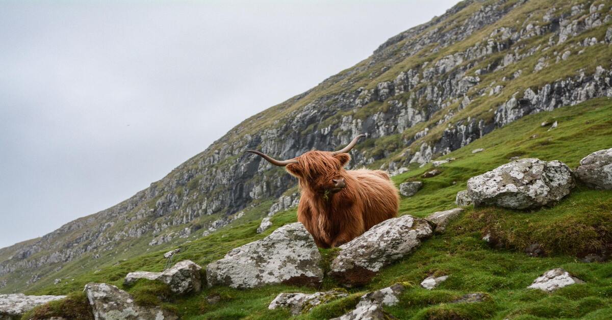 Highland Cow in Scotland UK