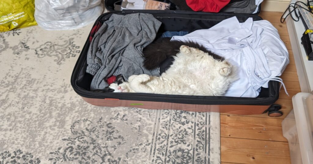 Cat lying in an open suitcase while preparing to move to the UK